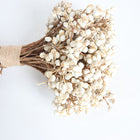 Dried White Fruit Flowers 100g for Home Decor DIY